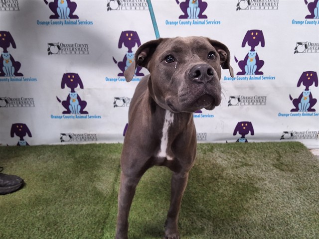 Shelter Stray Female Dog last seen , 2769 Conroy Rd, Orlando, FL 32839, USA