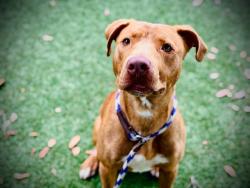 Shelter Stray Male Dog last seen , Orlando, FL 32839