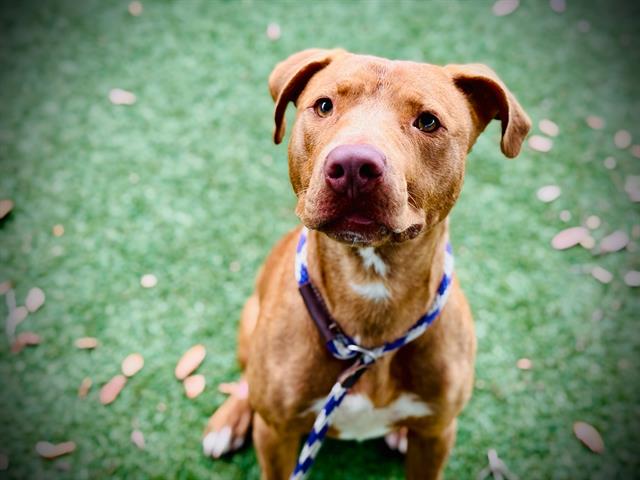 Shelter Stray Male Dog last seen , 2769 Conroy Rd, Orlando, FL 32839, USA