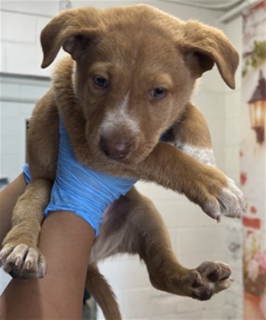Shelter Stray Male Dog last seen W PEACH ST X KIPPY DR, San Bernardino, CA 92401