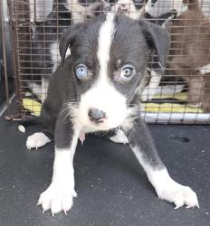 Shelter Stray Male Dog last seen Near BLOCK COVEL, San Antonio, TX 78227