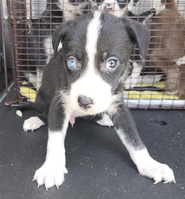 Shelter Stray Male Dog last seen Near BLOCK COVEL, San Antonio, TX 78227