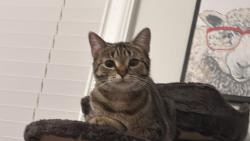 Lost Female Cat last seen Wildlife st , Prattville, AL 36066