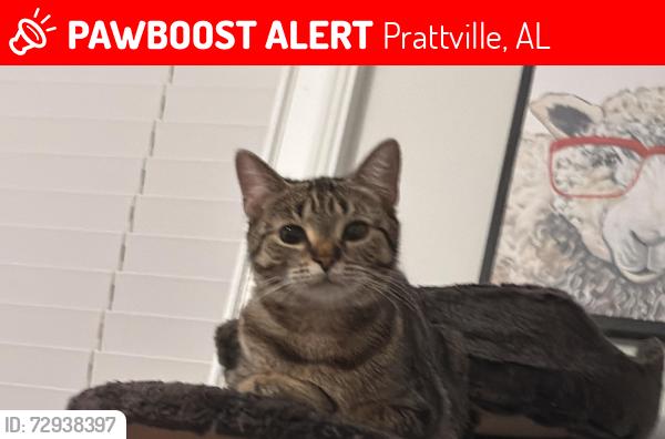 Lost Female Cat last seen Wildlife st , Prattville, AL 36066