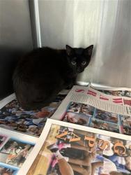 Shelter Stray Female Cat last seen Near BLOCK IH 10 W, San Antonio, TX 78227