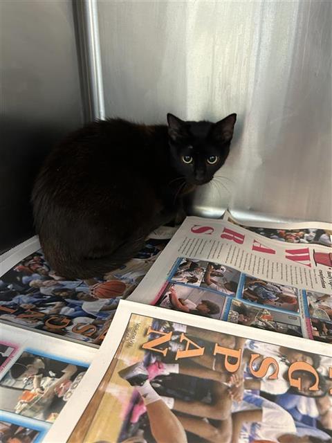 Shelter Stray Female Cat last seen Near BLOCK IH 10 W, San Antonio, TX 78227
