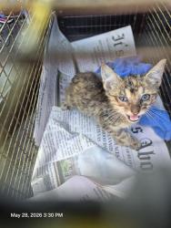 Shelter Stray Female Cat last seen SANDRA, San Antonio, TX 78227