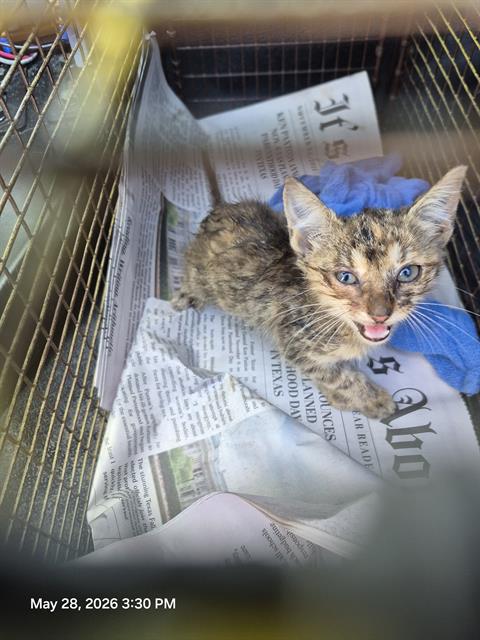 Shelter Stray Female Cat last seen SANDRA, San Antonio, TX 78227