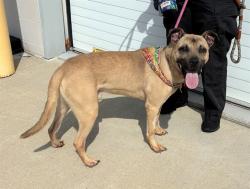 Shelter Stray Male Dog last seen Near BLOCK PRENTICE, Watterson Park, KY 40218