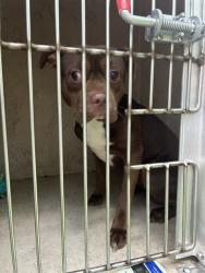 Shelter Stray Male Dog last seen Near BLOCK OLDE ENGLISH, Watterson Park, KY 40218