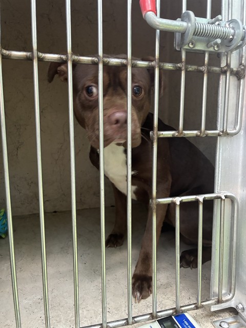 Shelter Stray Male Dog last seen Near BLOCK OLDE ENGLISH, Watterson Park, KY 40218