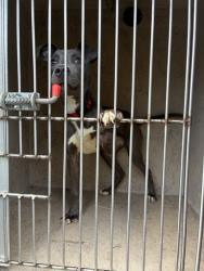 Shelter Stray Male Dog last seen Near BLOCK OLDE ENGLISH, Watterson Park, KY 40218