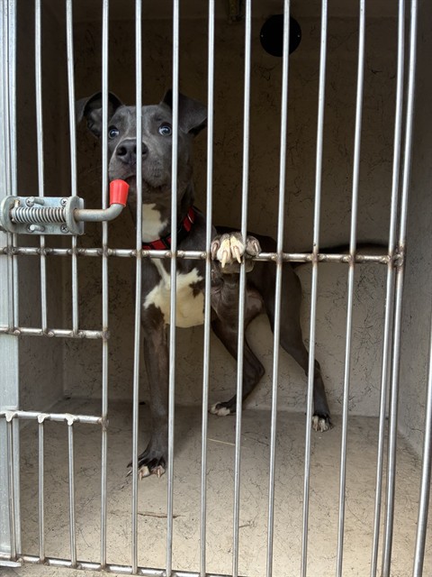 Shelter Stray Male Dog last seen Near BLOCK OLDE ENGLISH, Watterson Park, KY 40218