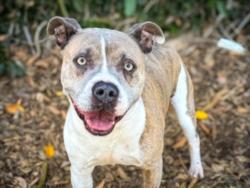 Shelter Stray Male Dog last seen , San Pedro, CA 90731
