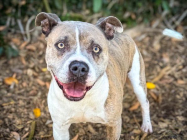 Shelter Stray Male Dog last seen , San Pedro, CA 90731