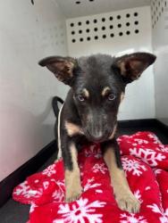 Shelter Stray Female Dog last seen Near BLK W9ILLIAMS ST, BAKERSFIELD, CA, Bakersfield, CA 93307