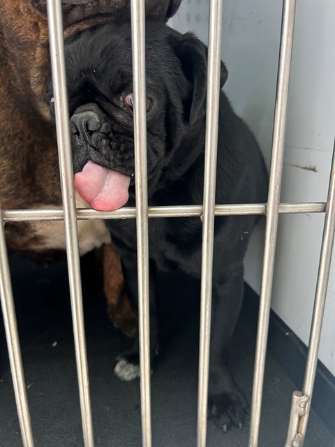 Shelter Stray Male Dog last seen Near BLK VIREDEN ST, BAKERSFIELD, CA, Bakersfield, CA 93307