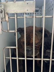 Shelter Stray Female Dog last seen Near BLK VIREDEN ST, BAKERSFIELD, CA, Bakersfield, CA 93307