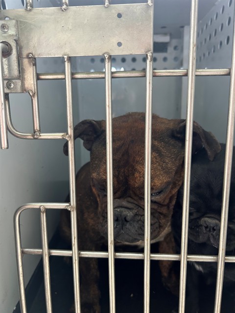 Shelter Stray Female Dog last seen Near BLK VIREDEN ST, BAKERSFIELD, CA, Bakersfield, CA 93307