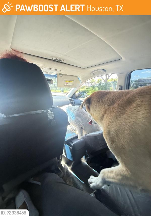 Found/Stray Male Dog last seen Near carriage creek dr, Houston, TX 77064