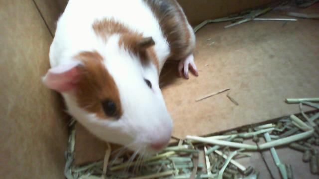 Shelter Stray Female Other last seen CHARLOTTE, 8315 Byrum Dr, Charlotte, NC 28217, USA