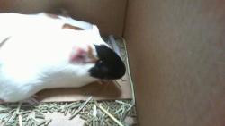 Shelter Stray Female Other last seen CHARLOTTE, 8315 Byrum Dr, Charlotte, NC 28217, USA