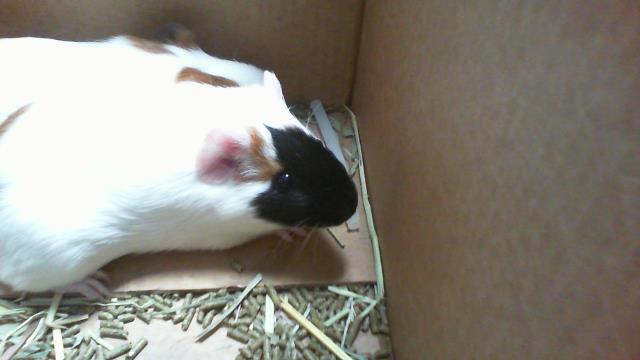 Shelter Stray Female Other last seen CHARLOTTE, 8315 Byrum Dr, Charlotte, NC 28217, USA