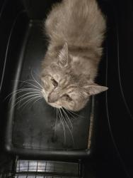 Shelter Stray Male Cat last seen CANAL/ ALFRED HARRELL HWY, Bakersfield, CA 93308