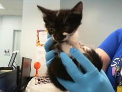 Shelter Stray Male Cat last seen CHARLOTTE, Charlotte, NC 28217
