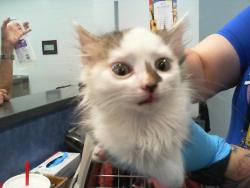 Shelter Stray Male Cat last seen CHARLOTTE, Charlotte, NC 28217