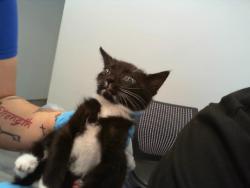 Shelter Stray Male Cat last seen CHARLOTTE, Charlotte, NC 28217