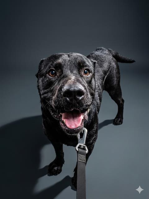 Shelter Stray Male Dog last seen Near BLOCK METCALF RD, Jacksonville, FL 32204