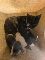 Shelter Stray Female Cat last seen Near BLOCK S VERMONT CT, Salt Lake City, UT 84120