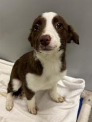 Shelter Stray Female Dog last seen Near BLOCK S 4015 W, TAYLORSVILLE UT 84129, Salt Lake City, UT 84120