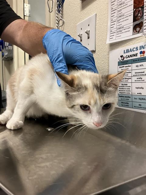 Shelter Stray Female Cat last seen Near BLOCK GOLDEN AVE, LB 90802, Long Beach, CA 90815