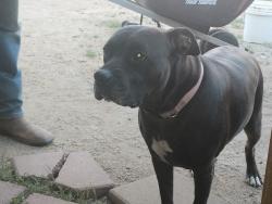 Lost Female Dog last seen Mill street, Reno, NV 89501