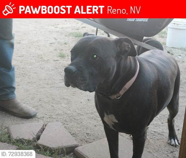 Lost Female Dog last seen Mill street, Reno, NV 89501