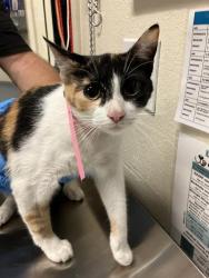 Shelter Stray Female Cat last seen Near BLOCK GOLDEN AVE, LB 90802, Long Beach, CA 90815