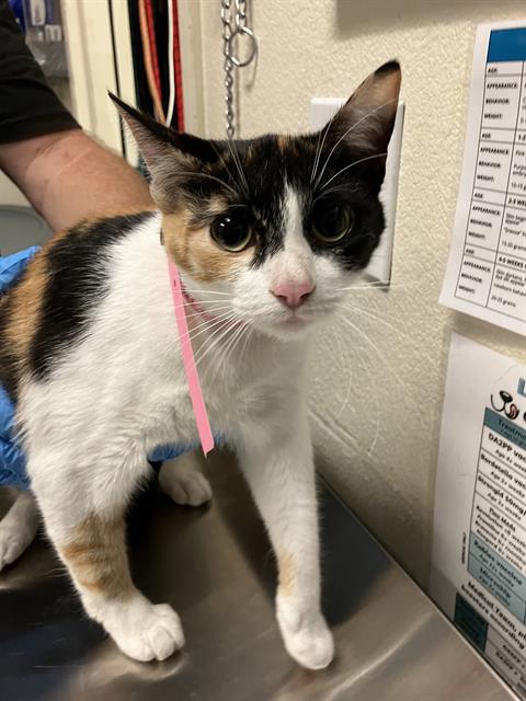 Shelter Stray Female Cat last seen Near BLOCK GOLDEN AVE, LB 90802, Long Beach, CA 90815