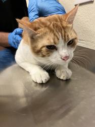 Shelter Stray Male Cat last seen Near BLOCK GOLDEN AVE, LB 90802, Long Beach, CA 90815