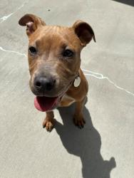 Shelter Stray Female Dog last seen Near BLOCK E 80TH AVE, Brighton, CO 80601