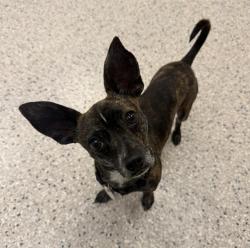 Shelter Stray Male Dog last seen Near BLOCK CROWN PRINCE BLVD, Brighton, CO 80601