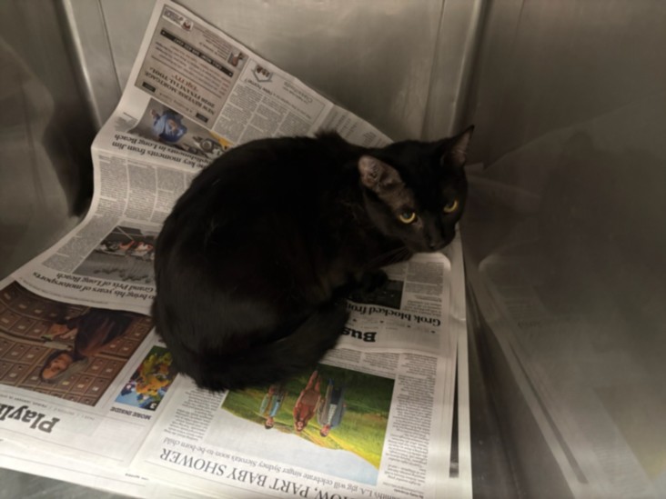 Shelter Stray Male Cat last seen , Chatsworth, CA 91311