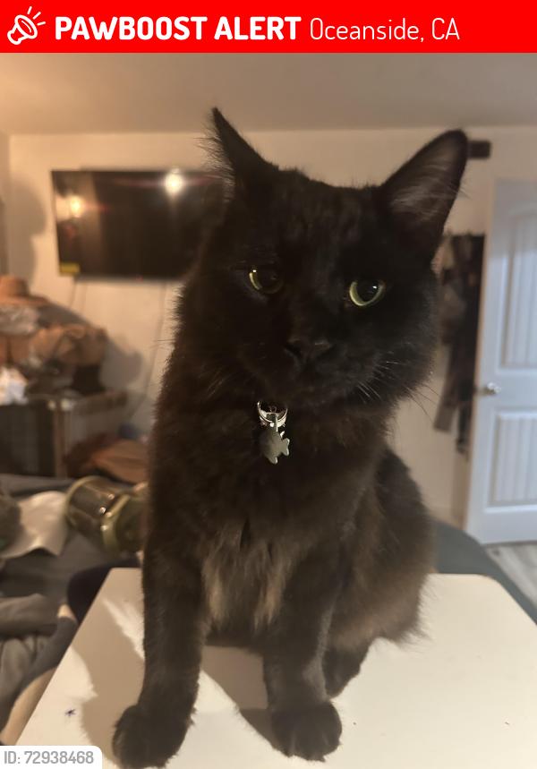Lost Male Cat last seen Thunder dr and sherbourne , Oceanside, CA 92056