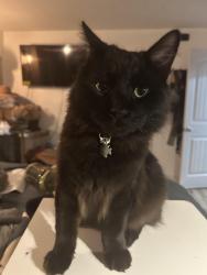 Lost Male Cat last seen Thunder dr and sherbourne , Oceanside, CA 92056