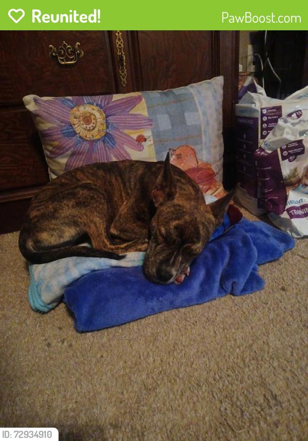 Reunited Female Dog last seen 172nd street , Edmond, OK 73012