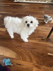 Reunited Female Dog last seen Bayshore Drive , Anchorage, AK 99515