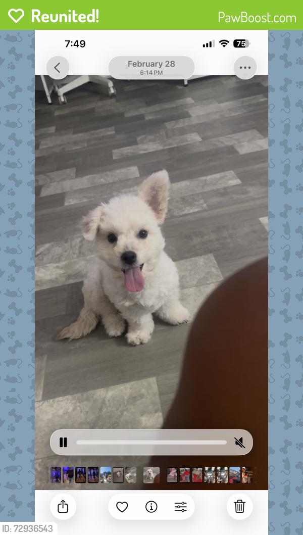 Reunited Female Dog last seen Alta and rampart , Las Vegas, NV 89135