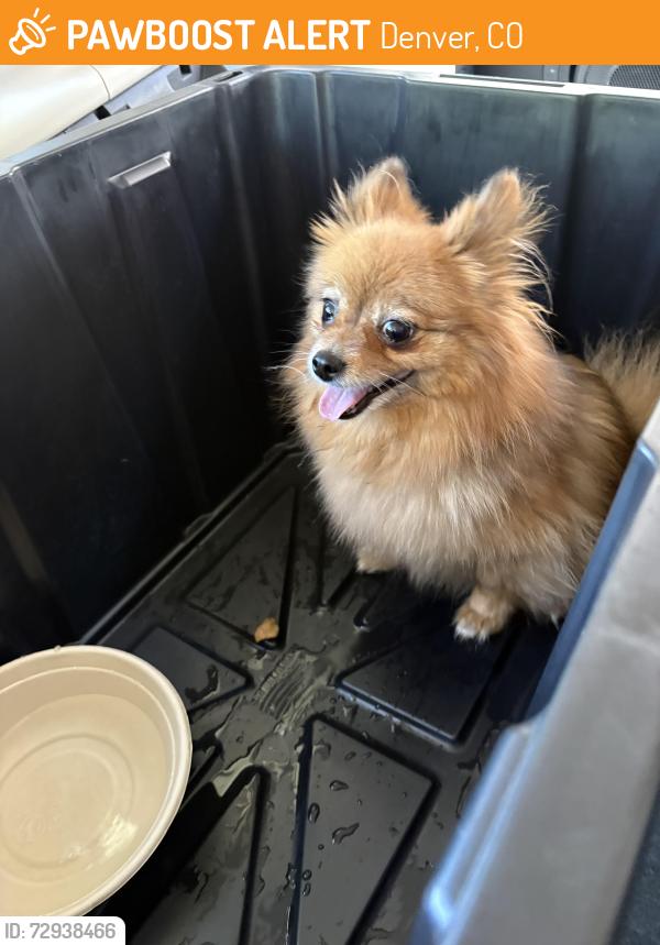 Found/Stray Unknown Dog last seen Ellis Elementary School, Denver, CO 80222