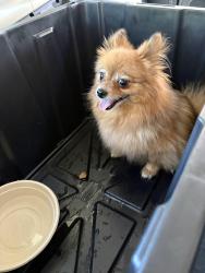 Found/Stray Unknown Dog last seen Ellis Elementary School , Denver, CO 80222
